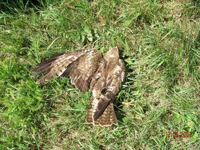 a car killed this free bird