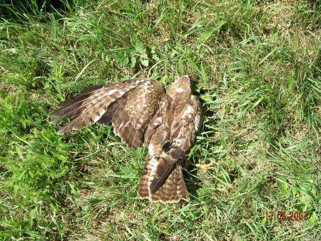 a car killed this free bird