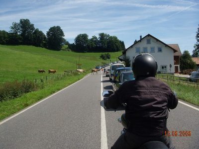 cows cross the road